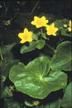 marsh marigold